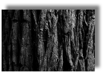 Bark One